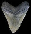 Large, Megalodon Tooth - North Carolina #59017-2
